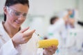 Scientific researcher injecting corn cob at lab Royalty Free Stock Photo