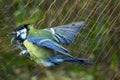 Scientific studies of bird migration 1. Ornithologists catch birds for ringing using special mist nets Royalty Free Stock Photo