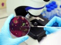 Scientist analysis Escherichia coli E.coli culture with Eosin Methylene Blue EMB Agar in Petri dish show the metallic green. Royalty Free Stock Photo