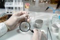 A scientist analyzes soybeans in a chemical laboratory. Close-up.