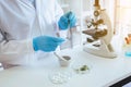 Scientist asian woman using microscope with metal lens for research plant and pill medical.in laboratory,Close up Royalty Free Stock Photo