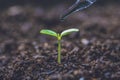 Scientist assessing the quality of the soil. The concept