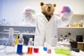 Scientist Bear in Lab Coat An Adorable Experimentatio