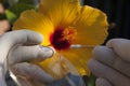 A scientist, biologist collects pollen from a Hibiscus flower