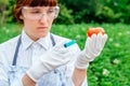 A scientist biologist in a lab coat and protective gloves introduces a blue liquid into the vegetables, tomatoes, against the