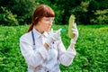 Scientist biologist in a lab coat and protective gloves introduces a blue liquid into the vegetables, zucchini, against the