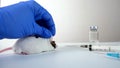 A scientist in blue gloves holding black and white fat abino lab laboratory mouse by scruff in order to conduct an Royalty Free Stock Photo