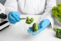 Scientist with broccoli at table in laboratory, closeup. Poison detection