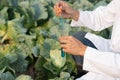 Scientist check chemical food residues on outdoor. Control experts inspect quality of fruits, vegetables. lab, hazards, ROHs, find