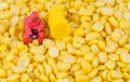 Scientist checking chemical in bean seed