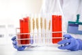 Scientist checking sample of wheat at tubes, doing contol about Royalty Free Stock Photo