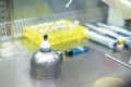 Scientist or chemist sterile inoculation loop with flame from burner alcohol aseptic technique in the biohazard hood in the