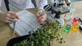 Scientist conducting plant research with microscope and test tubes in a laboratory Royalty Free Stock Photo