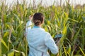 Scientist in corn field testing a new GMO breed Royalty Free Stock Photo