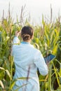 Scientist in corn field testing a new GMO breed Royalty Free Stock Photo