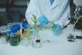 Scientist cutting plant tissue culture in petri dish, performing laboratory experiments. Small plant testing. Asparagus and other Royalty Free Stock Photo