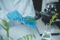 Scientist cutting plant tissue culture in petri dish, performing laboratory experiments. Small plant testing. Asparagus and other Royalty Free Stock Photo