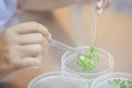 Scientist cutting plant tissue culture in petri dish, performing