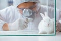 The scientist doing animal experiment in lab with rabbit Royalty Free Stock Photo