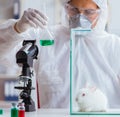 Scientist doing animal experiment in lab with rabbit Royalty Free Stock Photo