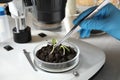 Scientist doing phytopathological testing of plants with microscope in laboratory