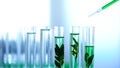 Scientist dripping green liquid in lab tubes, herbal anti-age cosmetics testing Royalty Free Stock Photo