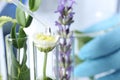 Scientist dripping liquid on plant in test tube