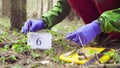 Scientist ecologist in the forest taking samples of plants Royalty Free Stock Photo