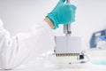 Scientist employs a multichannel pipette dispenser to load microplates for microbiological analysis Royalty Free Stock Photo