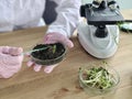 Scientist examines plant seedlings in a laboratory using a microscope during a research project on plant growth concept Royalty Free Stock Photo