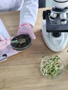 Scientist examines plant seedlings in a laboratory using a microscope during a research project on plant growth Royalty Free Stock Photo