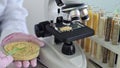 A scientist examines samples of millet porridge under a microscope in a laboratory setting using various test tubes and a cup of Royalty Free Stock Photo