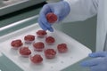 Scientist examining cultured lab-grown meat in glass Petri dishes on table