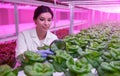 Scientist examining green plants in biotechnology lab