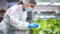 Scientist Examining Lettuce in Laboratory