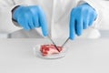 Scientist examining meat sample in laboratory Royalty Free Stock Photo