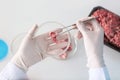 Scientist examining meat sample in laboratory, closeup Royalty Free Stock Photo