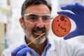 Scientist examining a petri dish with salmonella in microbiology laboratory. Royalty Free Stock Photo