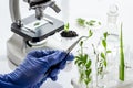 Scientist in gloves doing test with plants and microscope in biological lab