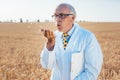 Scientist in grain field testing the ears for quality Royalty Free Stock Photo