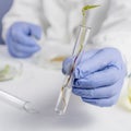 Scientist hand in blue glove holding green leaf , biotechnology concept Royalty Free Stock Photo