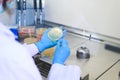 Scientist hand cultivating a petri dish whit inoculation loops in biological safety cabinet. Microbiologist works with bacteria