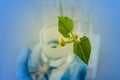 Scientist hand holding the plants in a test tube. Royalty Free Stock Photo