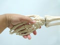 Scientist handshake with human skeleton model Royalty Free Stock Photo