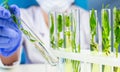 Scientist hold test tube with plant inside in laboratory. Royalty Free Stock Photo