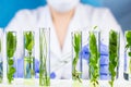 Scientist hold test tube with plant inside in laboratory. Royalty Free Stock Photo