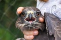 Scientist holding a common buzzard Buteo buteo in a bird banding/ringing session