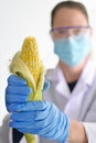 Scientist holding a genetically modified corn in a laboratory