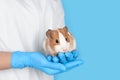 Scientist holding guinea pig on light blue background, closeup. Animal testing concept