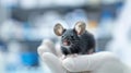 Scientist Holding a Laboratory Mouse in a Gloved Hand for Research Experiment